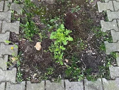 Nahaufnahme von Berliner Hinterhofpflanzen umgeben von Pflastersteinen