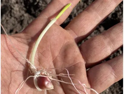 Veranstaltungen in Berlin: ZEA MAYS