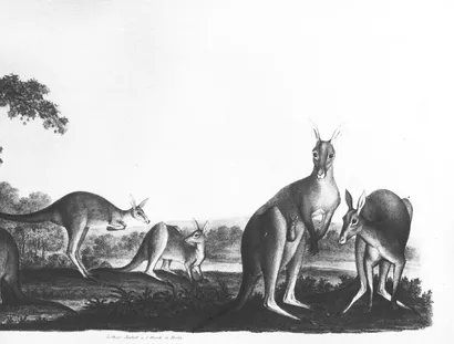 Die Känguruh-Familien. Aus der Königlichen Menagerie auf der Pfaueninsel.