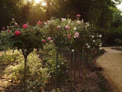 Lennéscher Rosengarten auf der Pfaueninsel