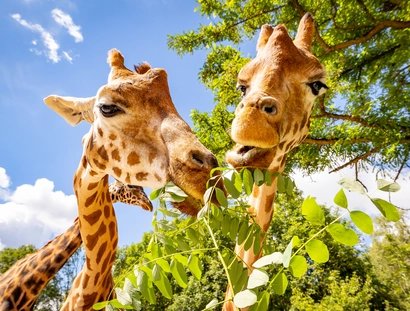 Giraffen im Tierpark Berlin