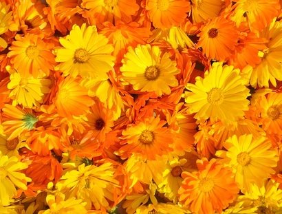 Veranstaltungen in Berlin: Frühlingspflanzenwerkstatt Melisse, Ringelblume & Co.