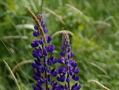 Lupine