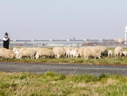 Skudden auf dem Tempelhofer Feld