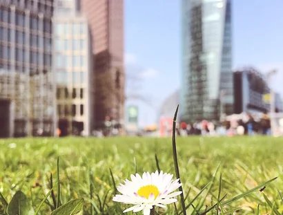 Gänseblümchen am Potsdamer Platz