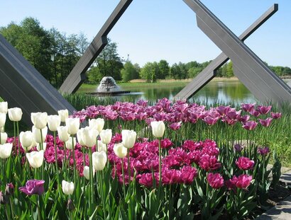 Britzer Garten Tulipan