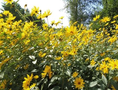 gelbe Blumen