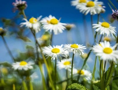 Gänseblümchen