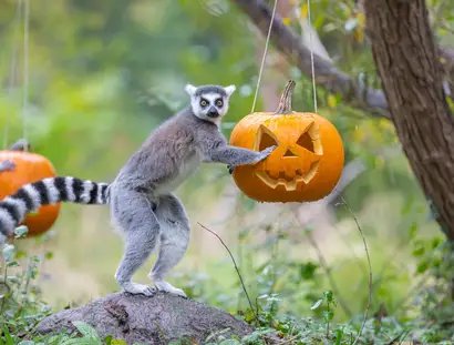 Helloween im Tierpark Berlin