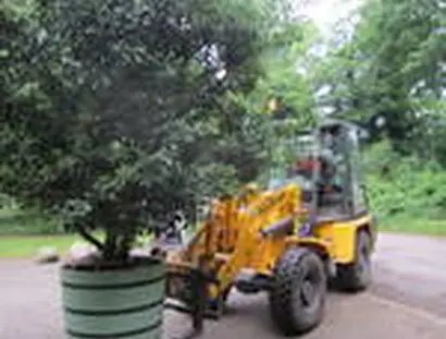 Ausfahren der Orangeriepflanzen
