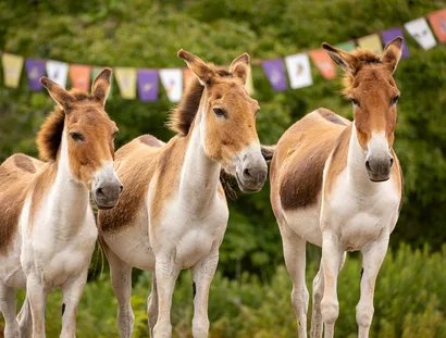 Tiere im Tierpark Berlin