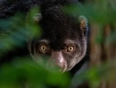 Bärenkuskus im Tierpark Berlin