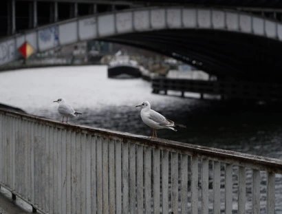 Zwei Möwen auf einem Brückengeländer an der Spree