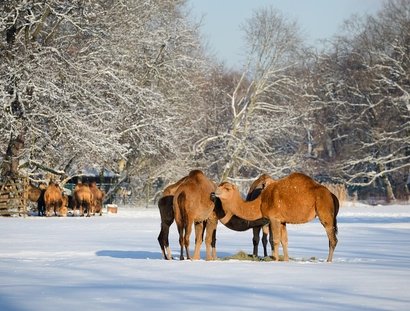 Winter im Tierpark Berlin