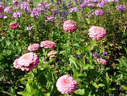 Blumen, bienenfreundlich.