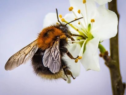 Hummel