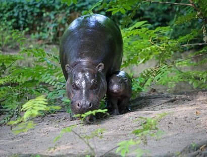 Zoologischer Garten Berlin - Zwergflusspferd