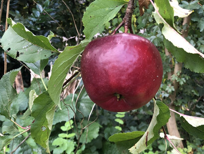 Roter Apfel an einem Baum