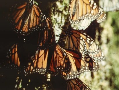 Monarchfalter Schwarm, Mariposa Monarca