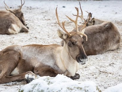Winter im Zoo
