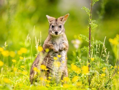 Wallaby im Zoo Berlin