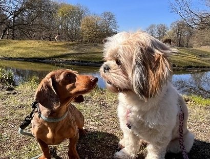 Zwei Hunde im Tierpark