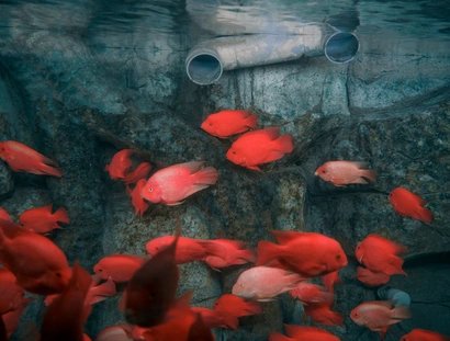 United Kingdom Photographer of the Year, Professional competition, Wildlife & Nature, Sony World Photography Award 2025
