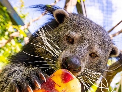 Binturong mit einem Eis