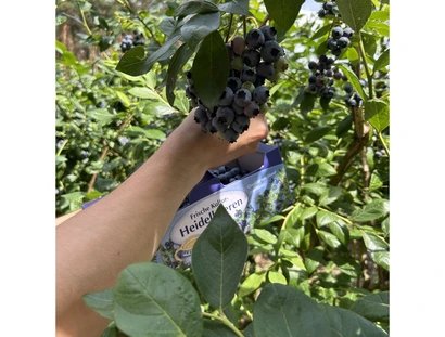 Heidelbeeren selbstpflücken