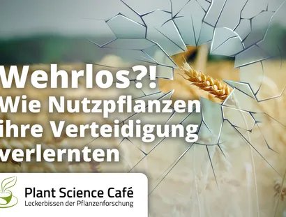 Wehrlos?!_Flyer