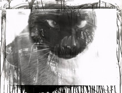 Veranstaltungen in Berlin: WALTER SCHELS ꟾ 16° Fische