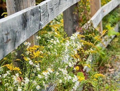 Veranstaltungen in Berlin: Wildkräuterführung am Hahneberg