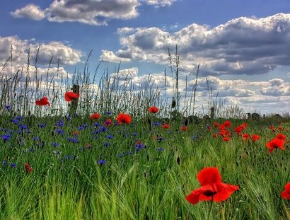 Blick auf eine Wiese mit roten Mohnblumen