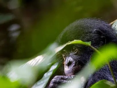 Bonobo im Salonga Nationalpark