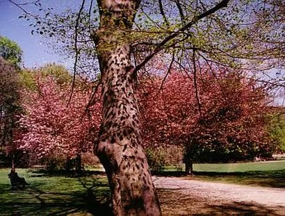 Bäume und ihre Mythologie