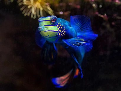 Aquarium Berlin