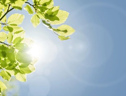 Frühlingsblätter vor blauem Himmel
