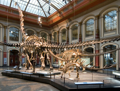 Squelette de dinosaure au Musée d'histoire naturelle de Berlin
