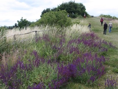 Wild nature at Marienfelde district
