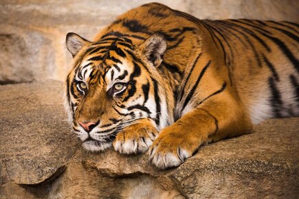 Sumatra-Tiger im Tierpark Berlin