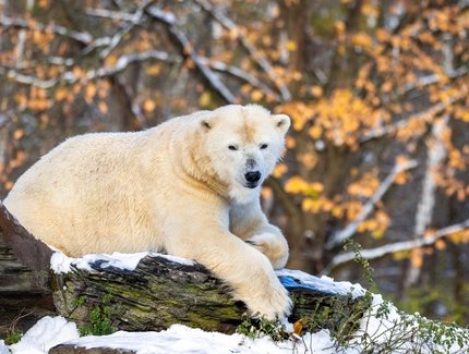 Winter im Tierpark Berlin