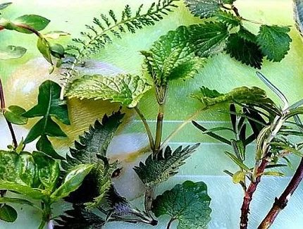 e_3053fd4e162b6124c73b7d3be55a9f77_img-hopop