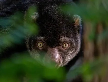 Bärenkuskus im Tierpark Berlin