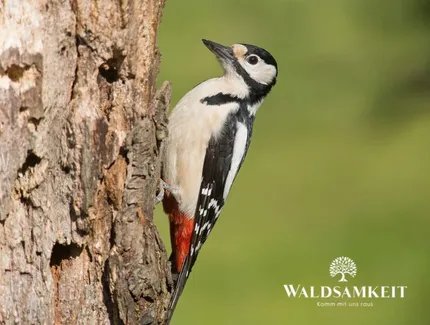 e_39db2d613f5ab4571dc5ff38cc47ff5d_img-hopop