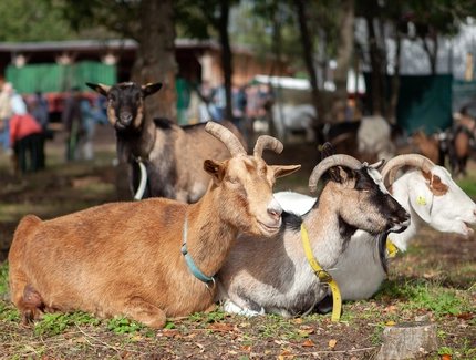 Erntedankfest am Hahneberg