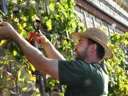 Weinberg auf dem Klausberg