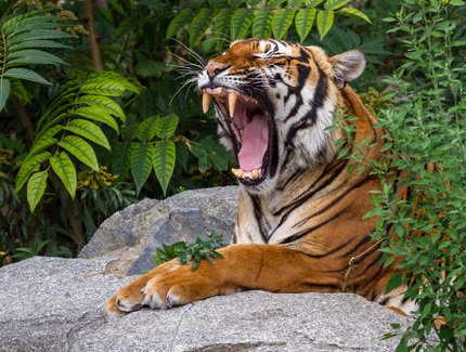 e_801c255957ec93fe59ffdb71155e6126_img-hopop