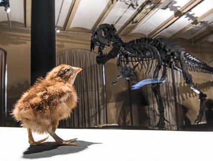 Dinosaurierskelett Tristan