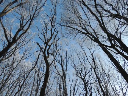 von Frost überzogene Bäume im WInter