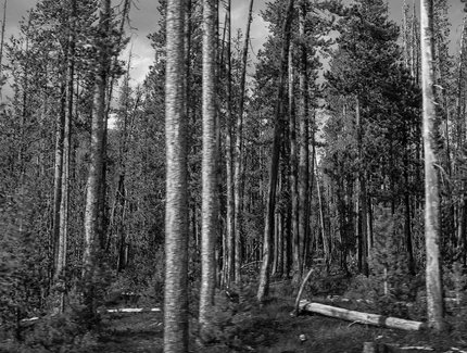 QU_Parc Naziunal Svizzersw 2013_ 5691